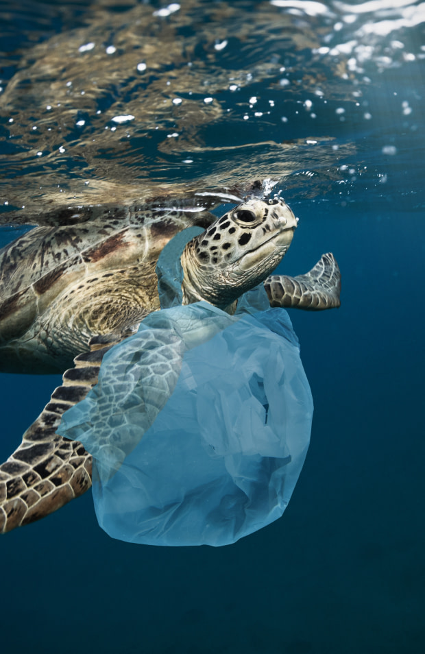 The Sea Cleaners Manta 2025'te Okyanusları Temizleyecek! 1 The Sea Cleaners Manta: 1.400 deniz canlısı plastik atıklar sebebiyle etkilendi.